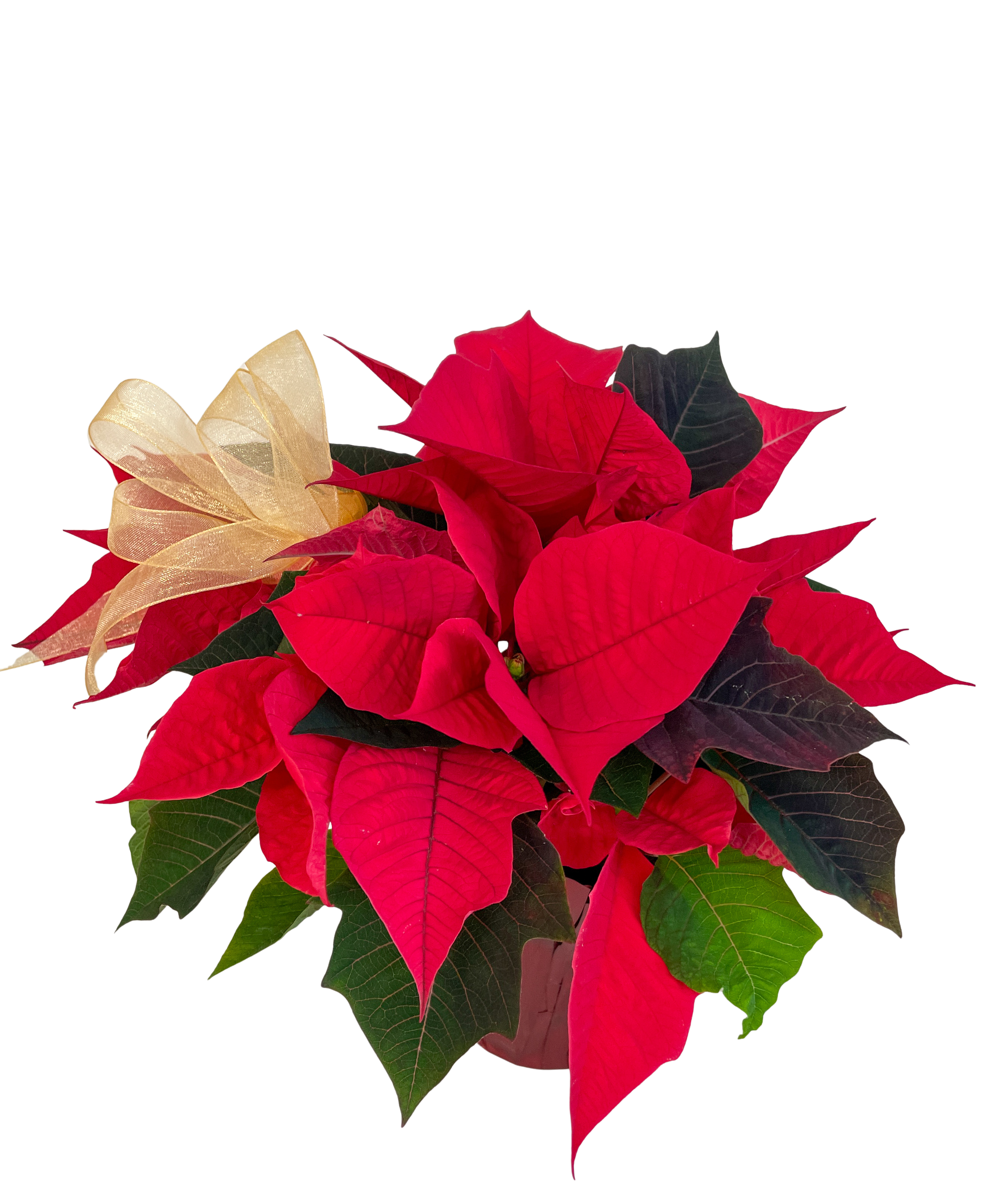 Poinsettia