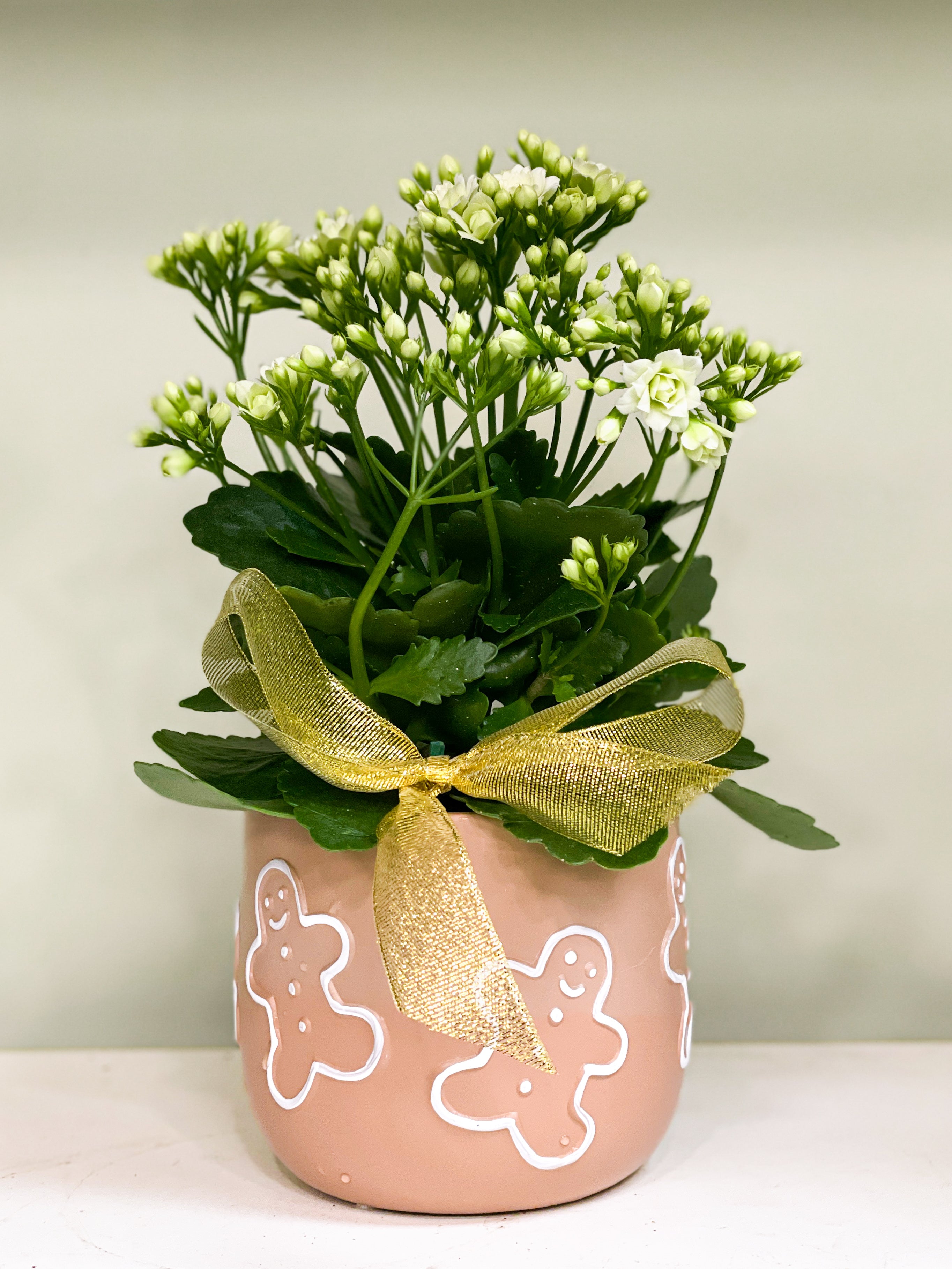 Red Planted Kalanchloe