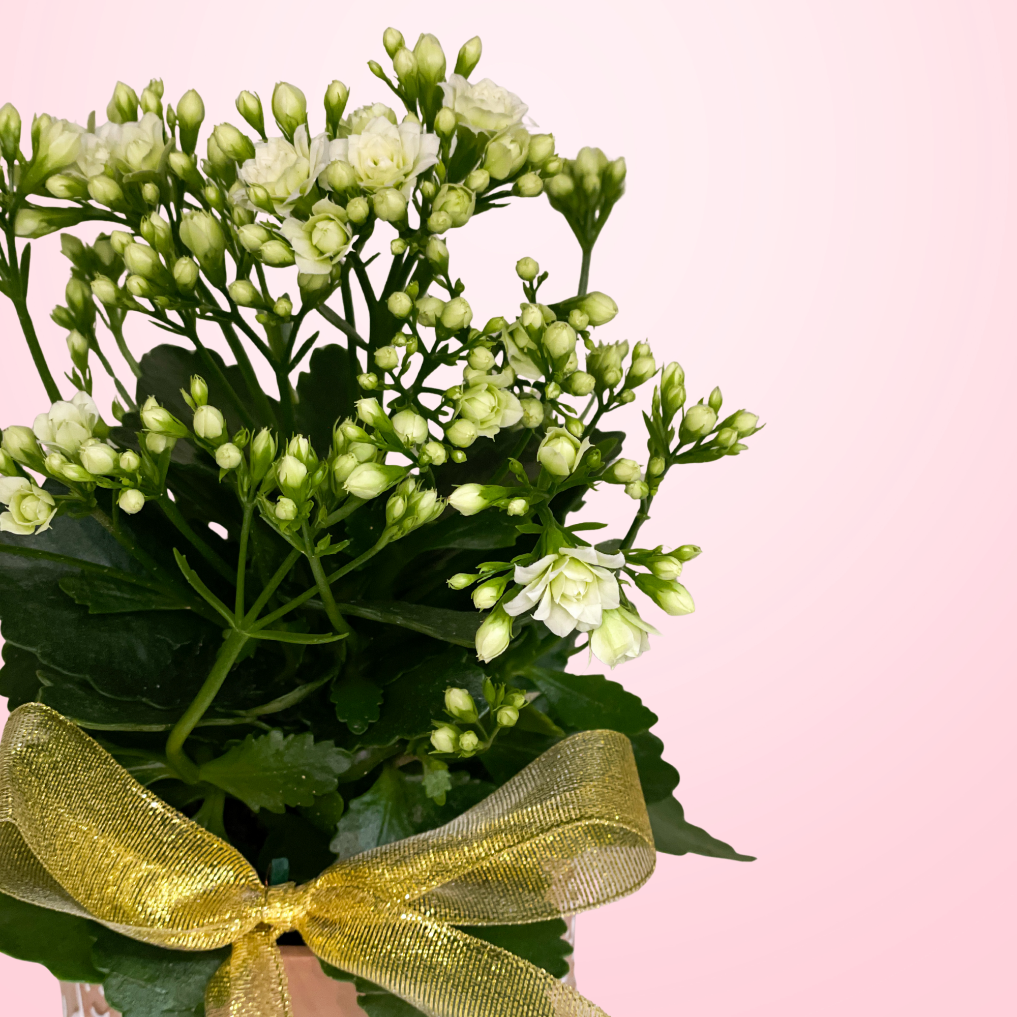 White Planted Kalanchloe