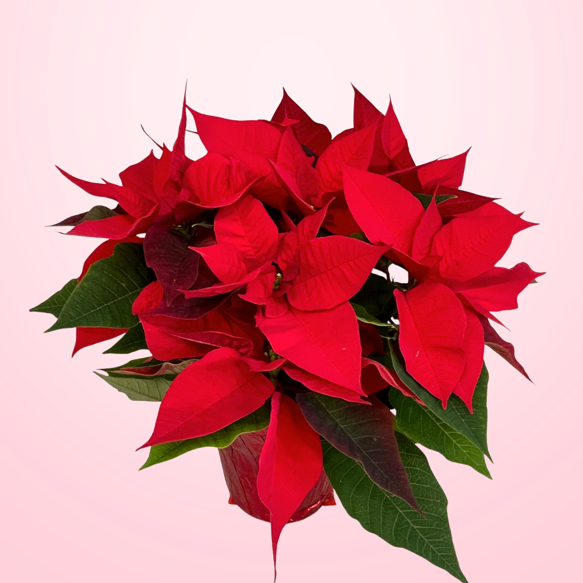 Poinsettia