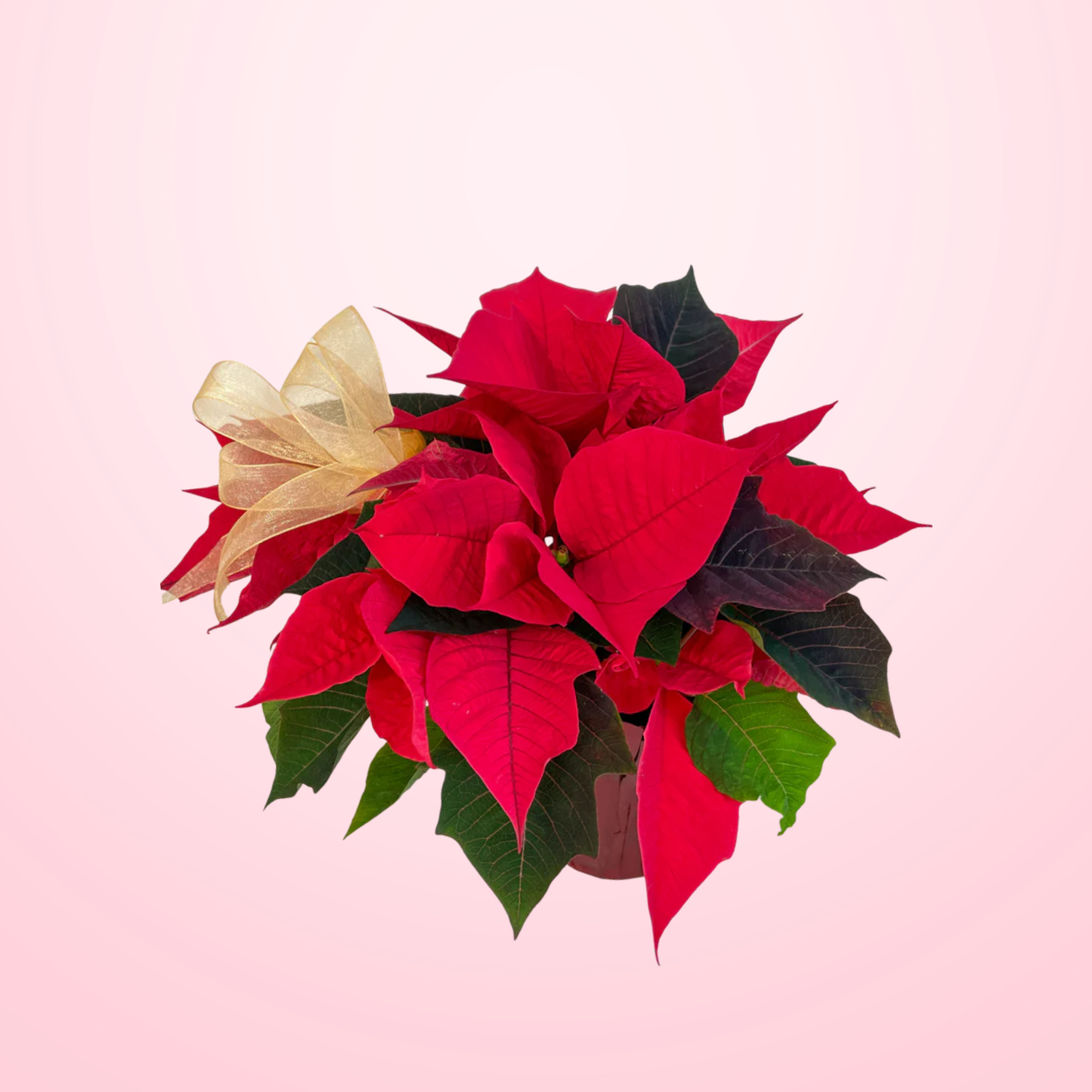 Poinsettia