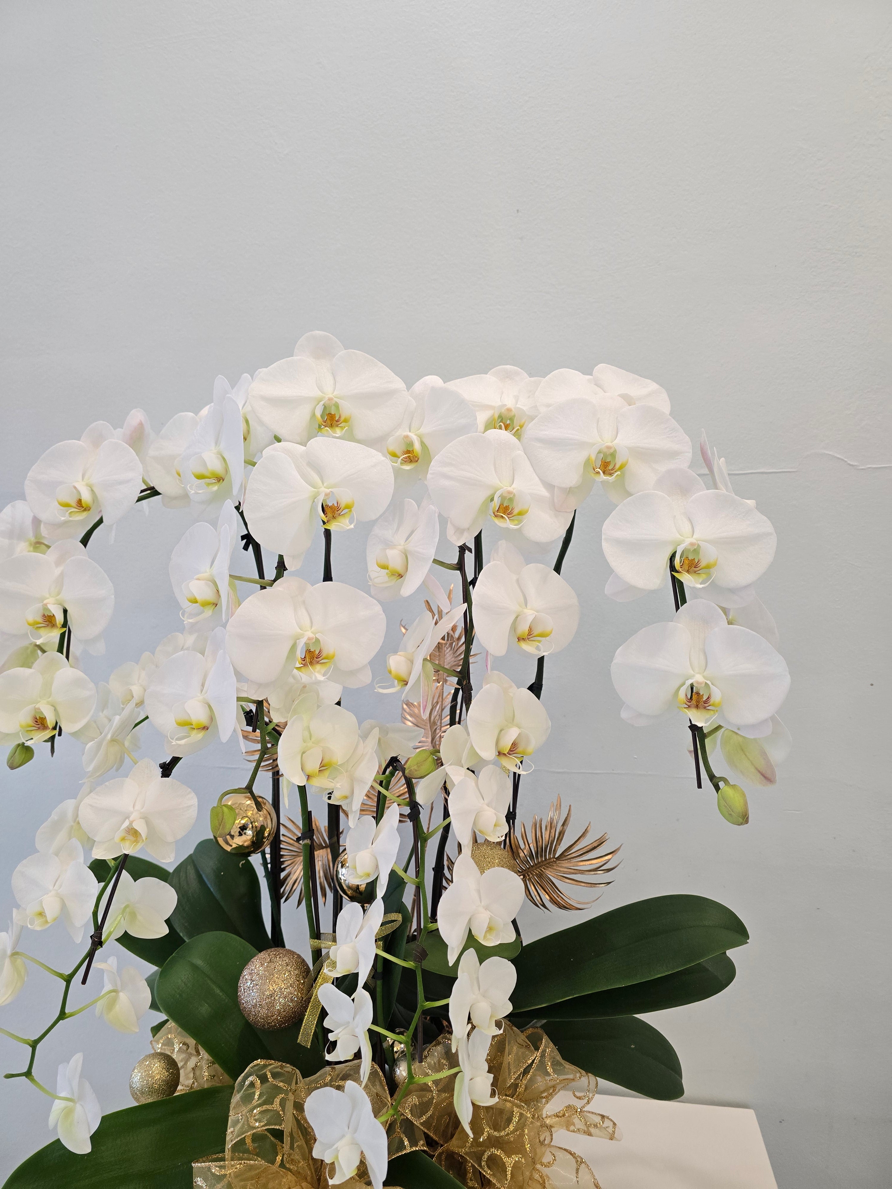 Luxury Orchid Planter