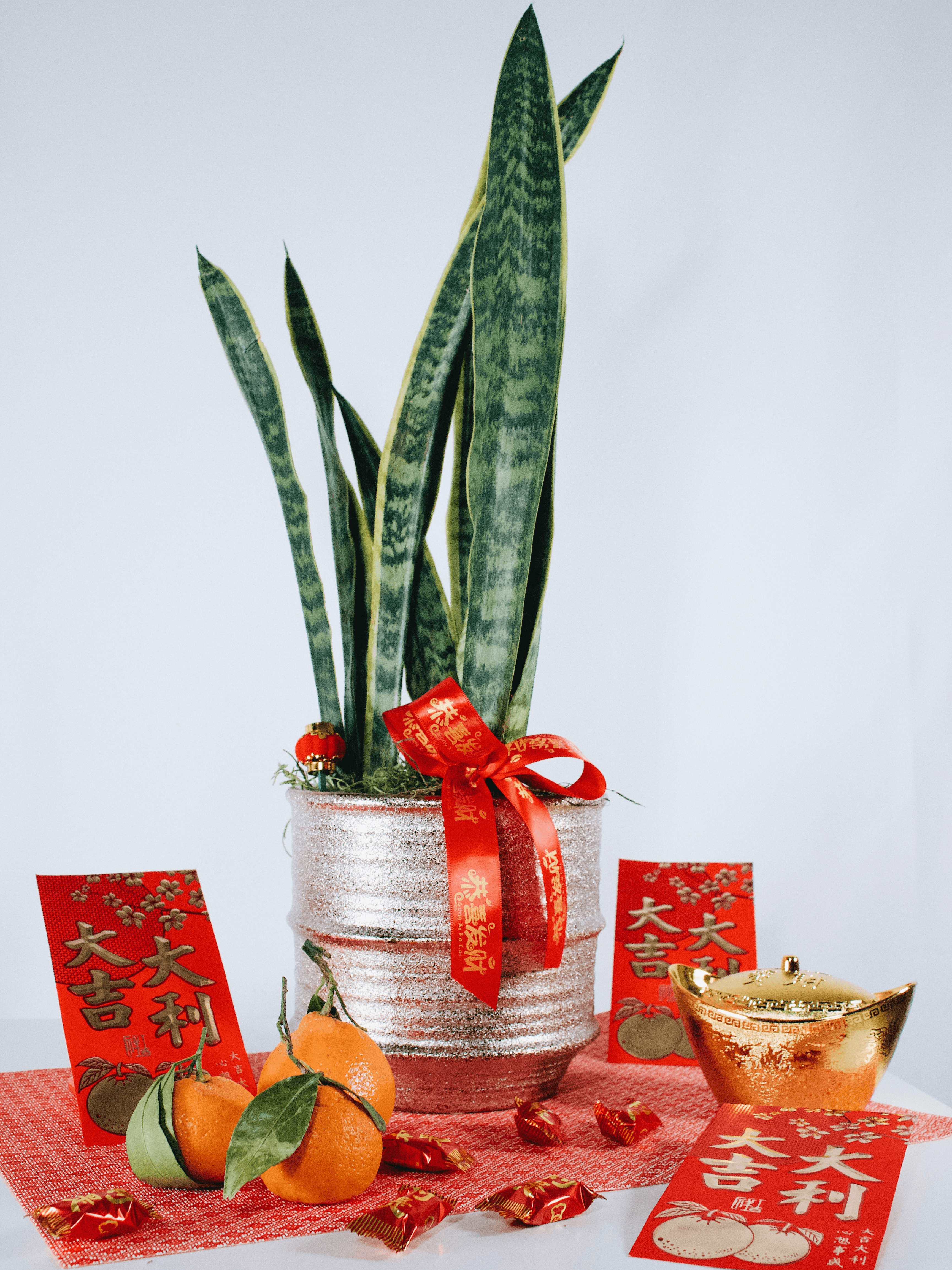 Lucky Snake Plant - Four Seasons Floristry
