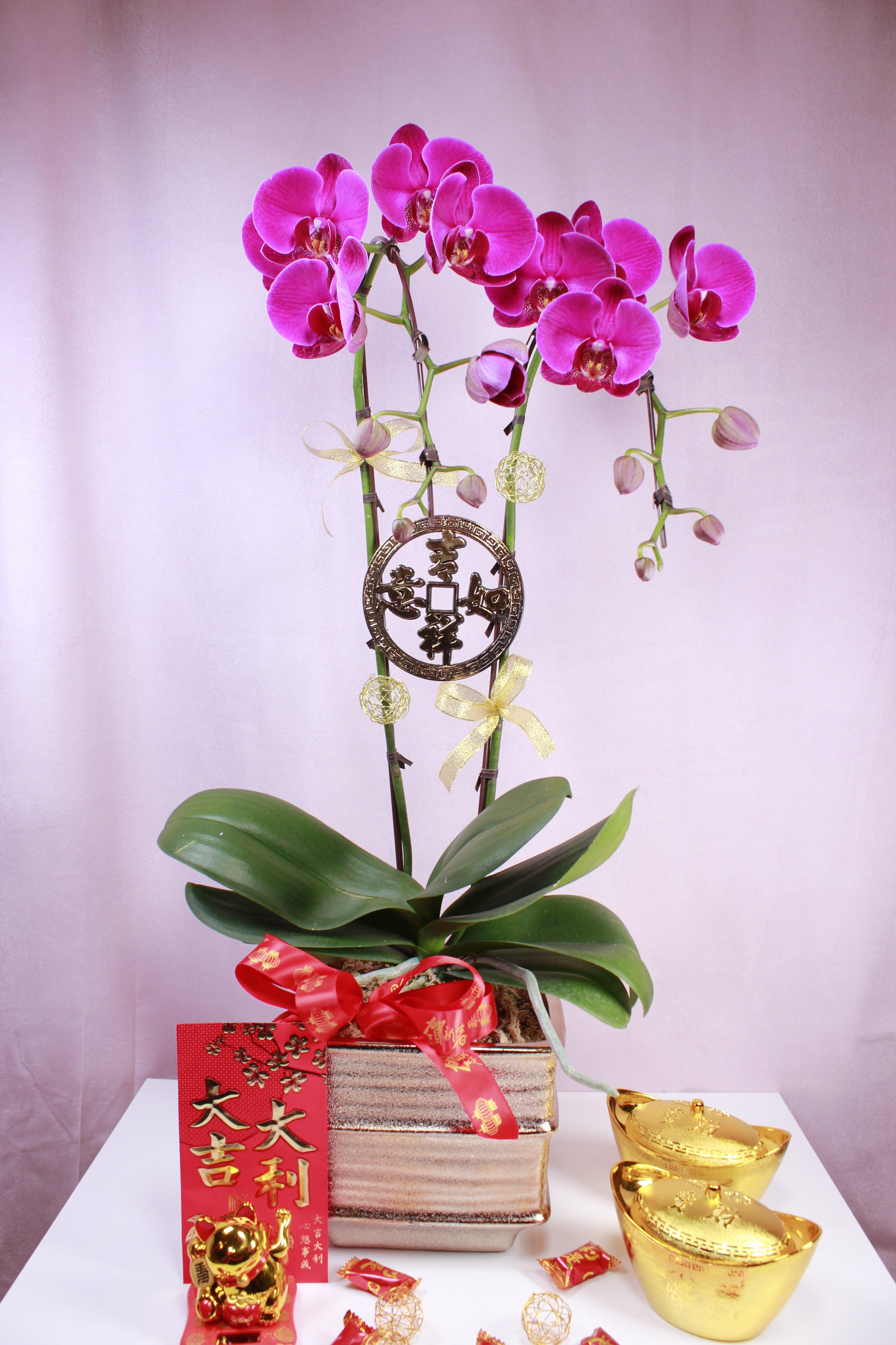 Tall Double Stemmed Orchid Planter - Four Seasons Floristry