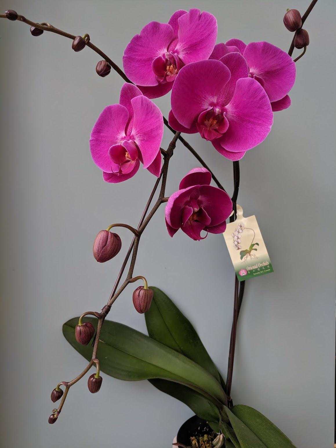 Orchid Planter - Four Seasons Floristry