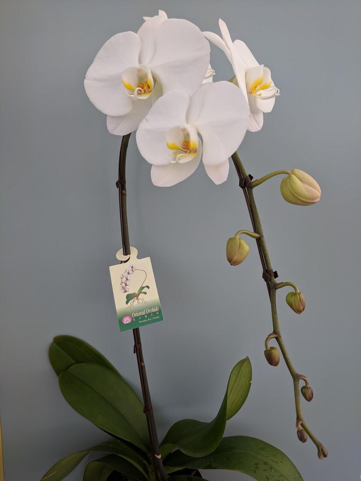 Orchid Planter - Four Seasons Floristry