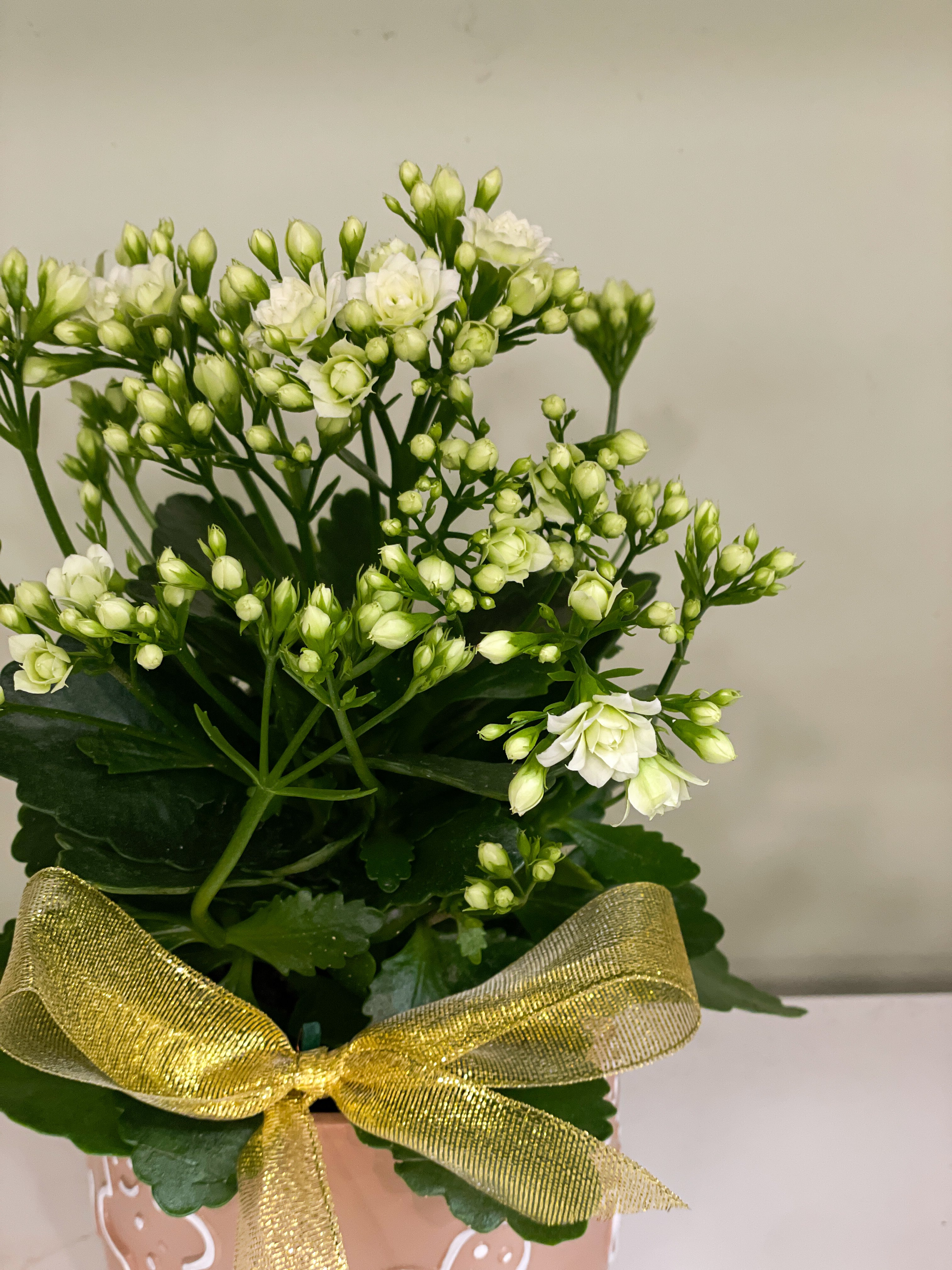 Red Planted Kalanchloe