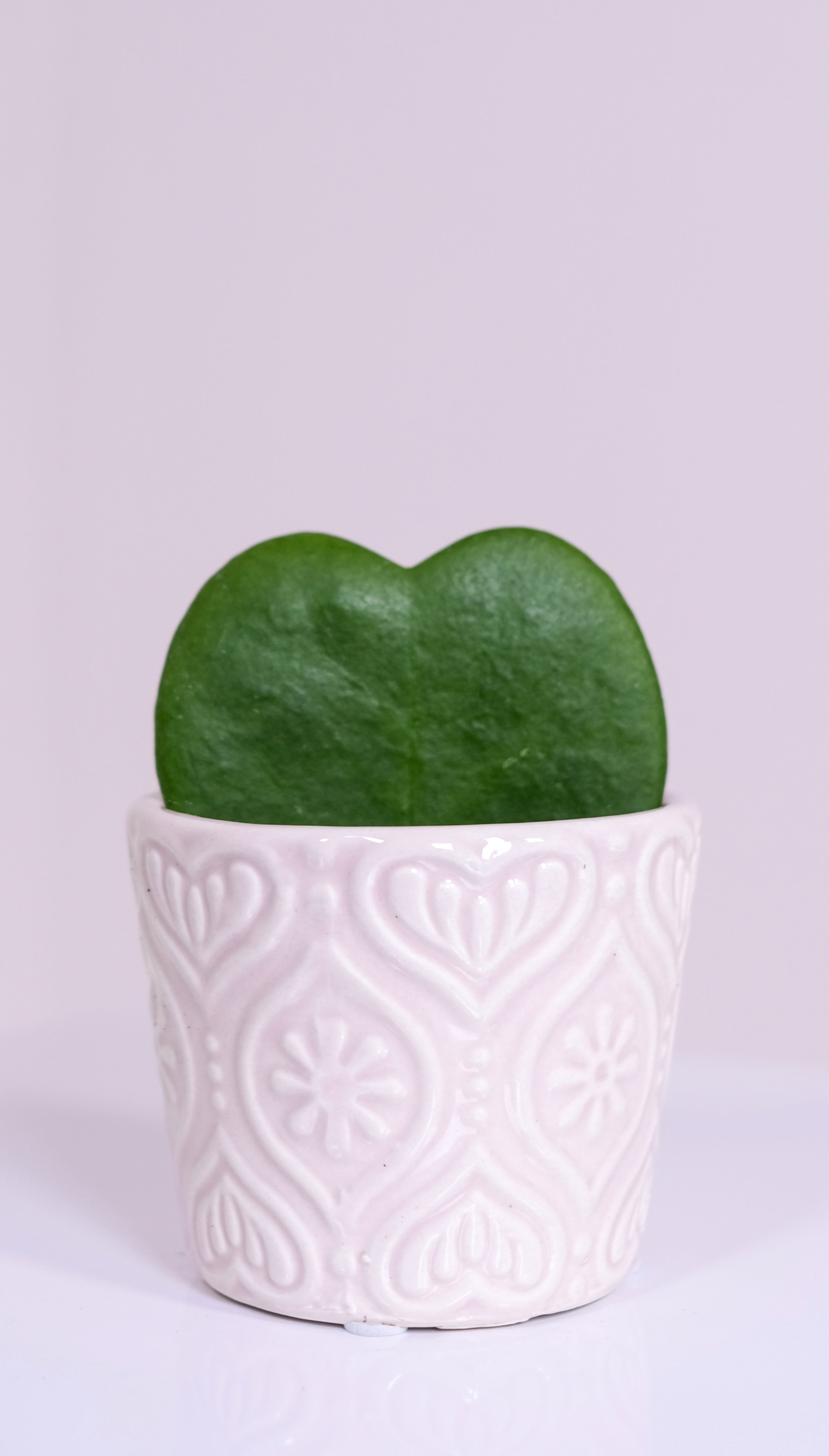 Heart Hoya Plant