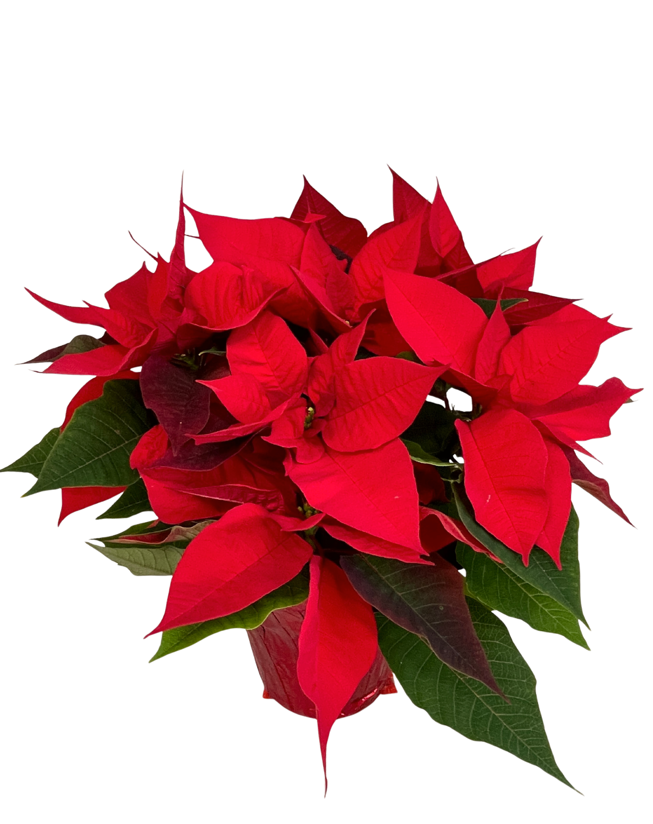 Poinsettia