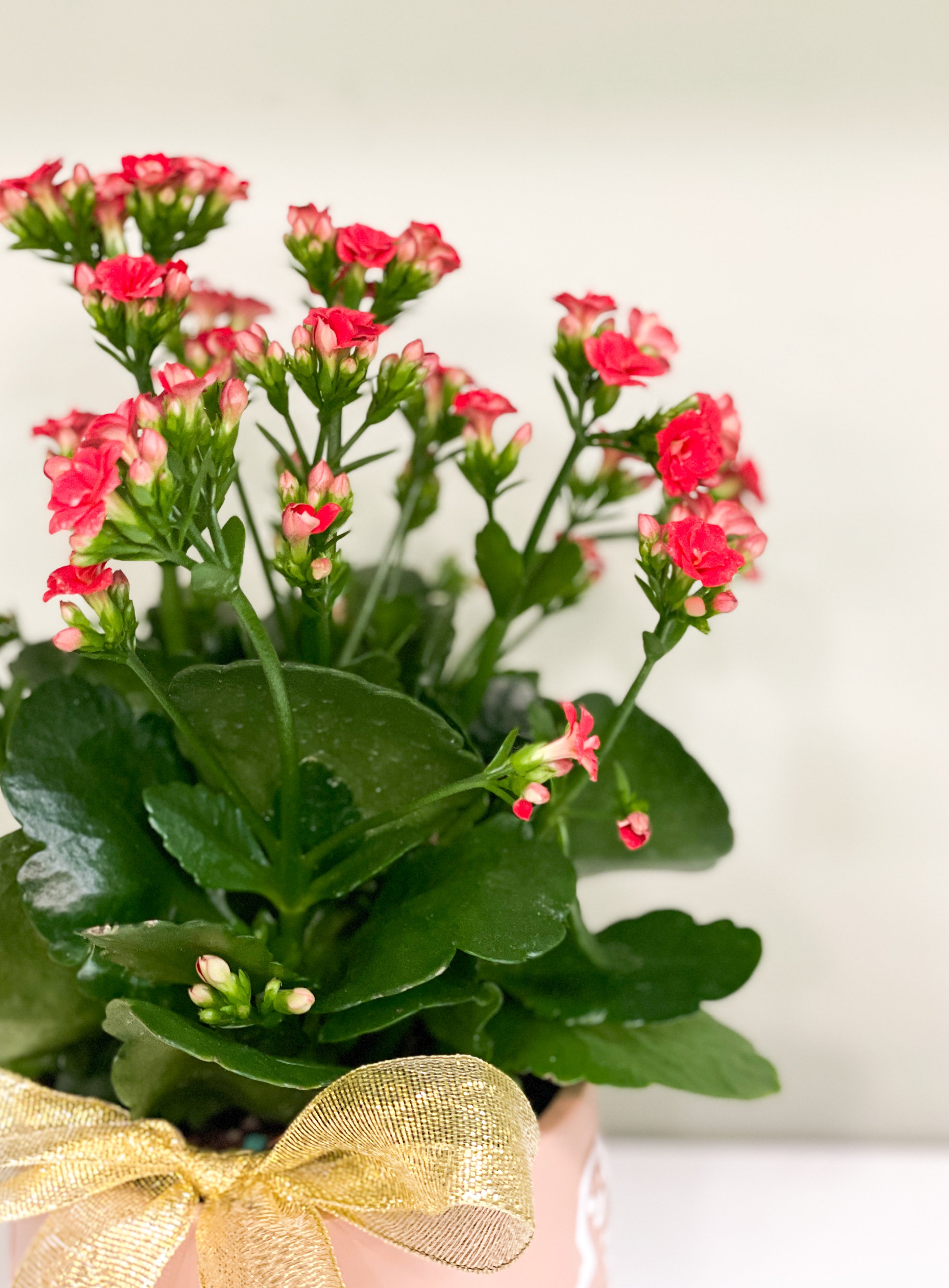 Red Planted Kalanchloe