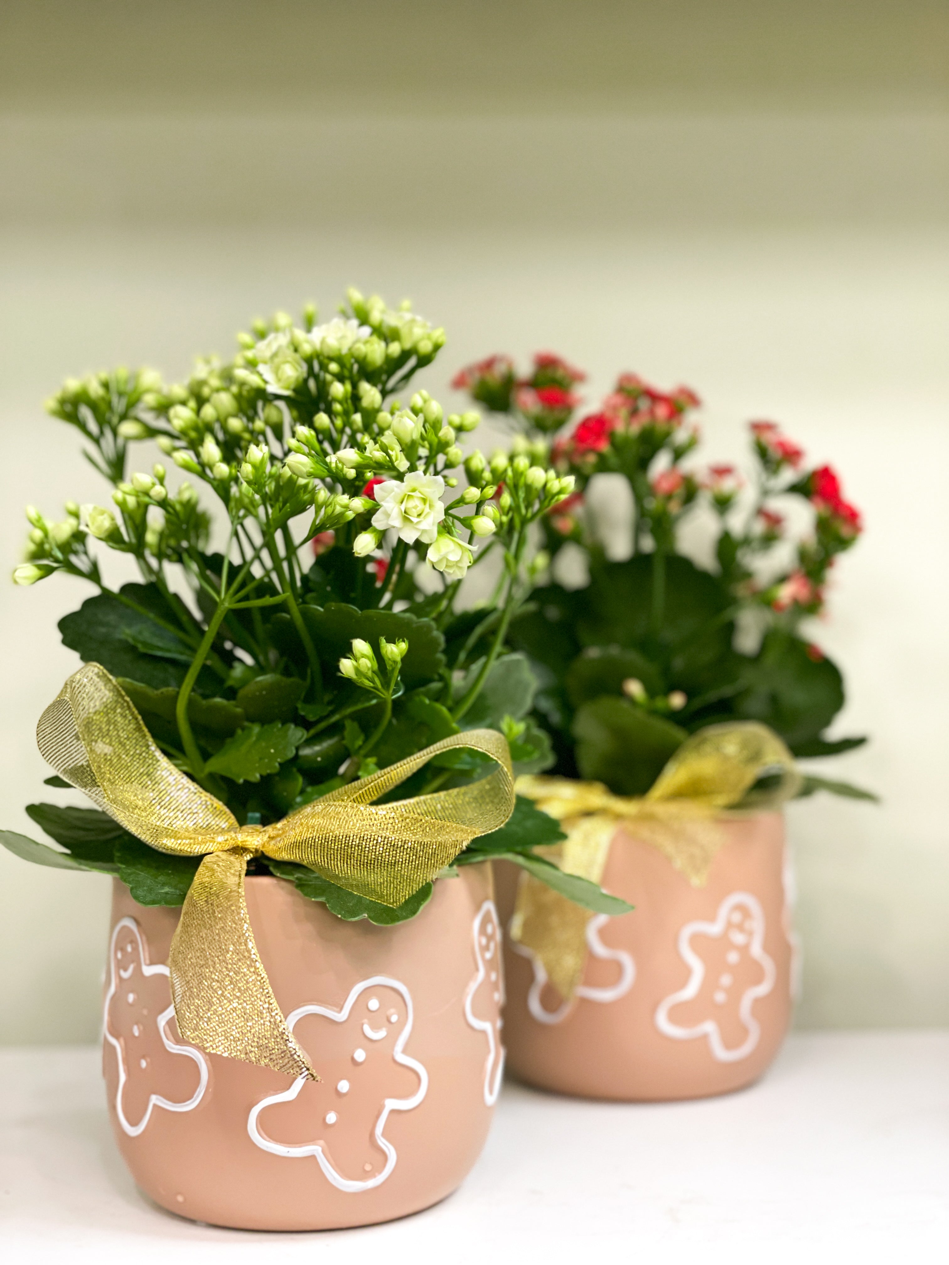 Red Planted Kalanchloe