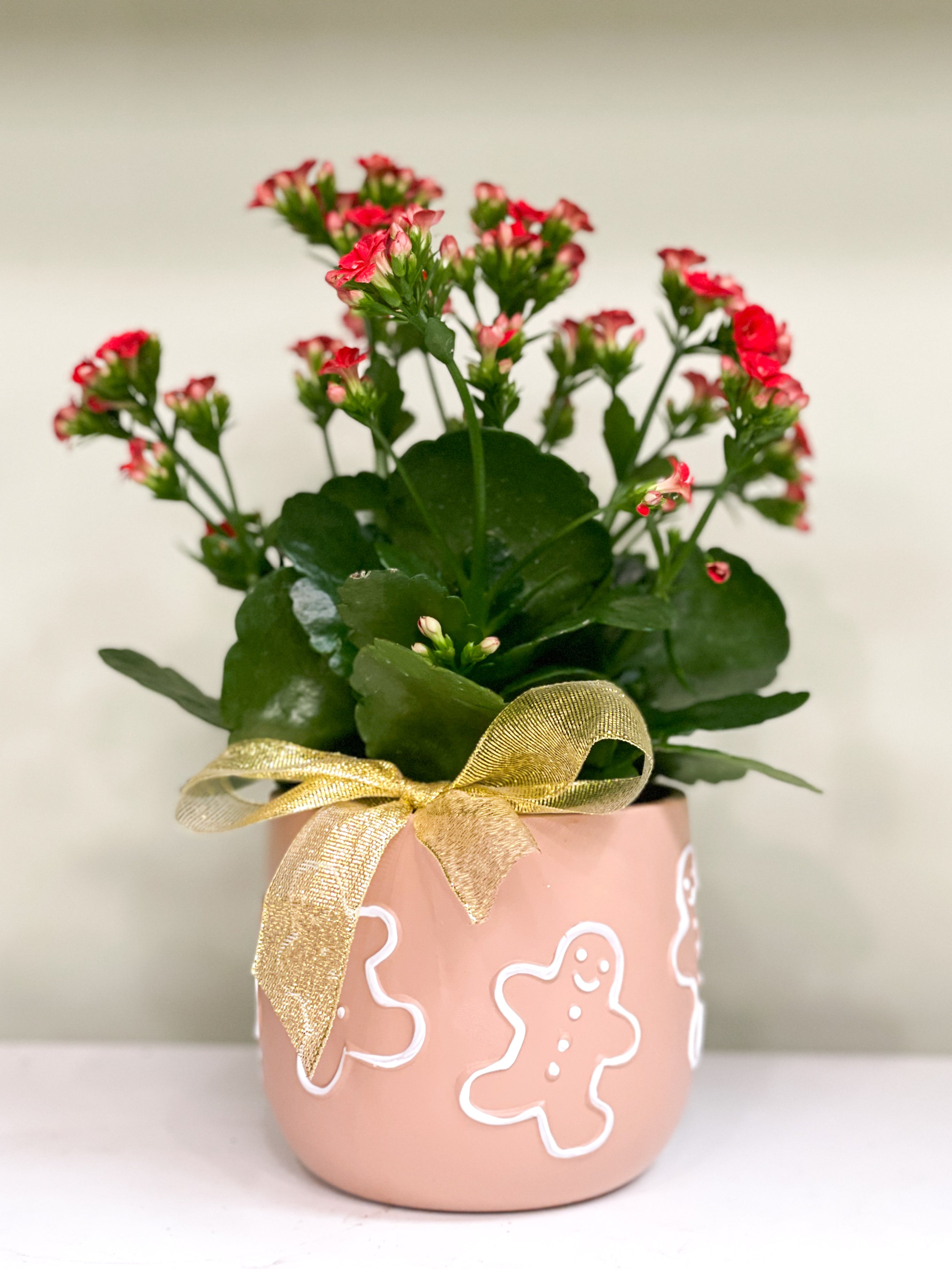 Red Planted Kalanchloe