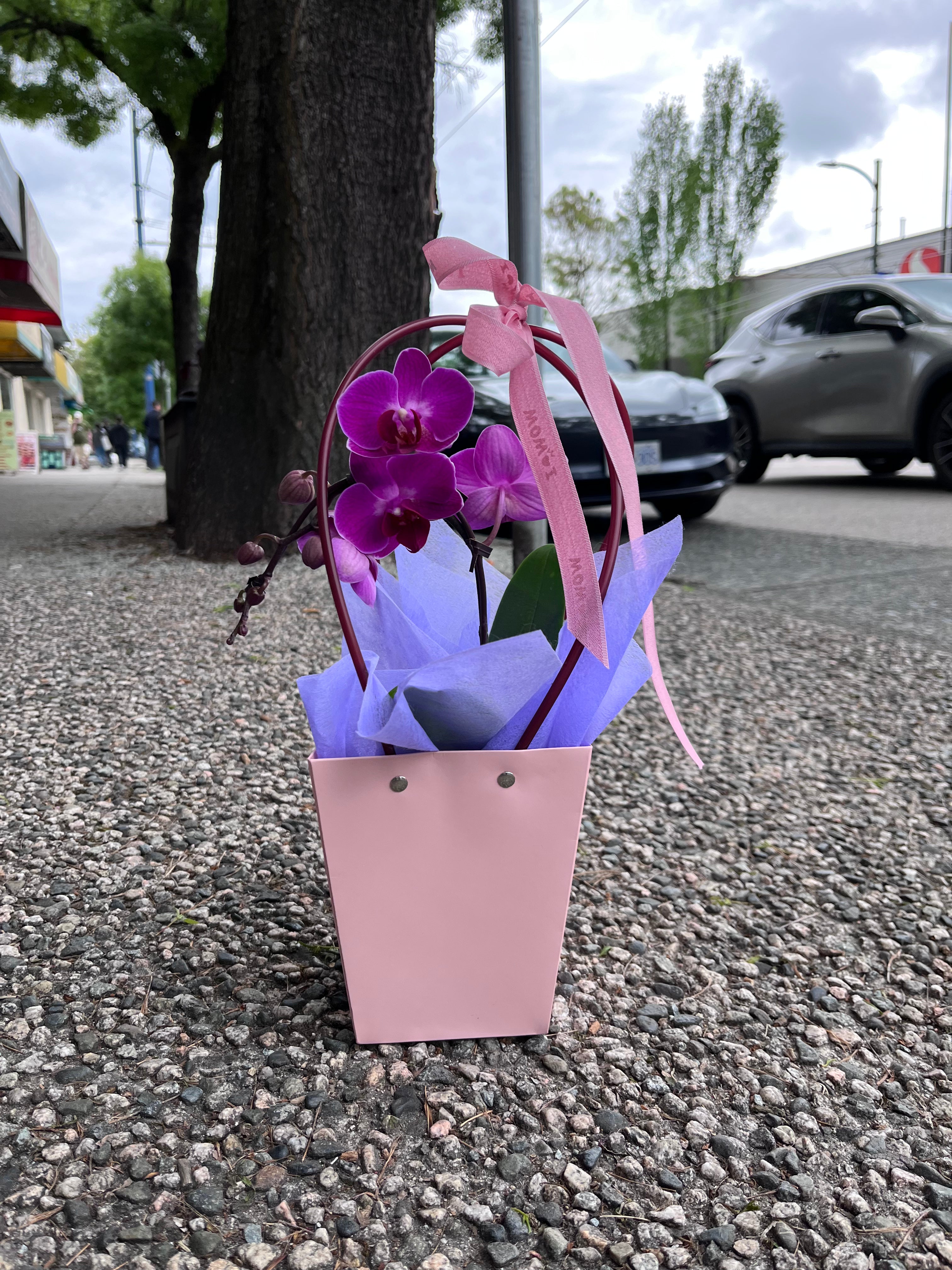 MOTHER’S DAY ORCHID EMBRACE