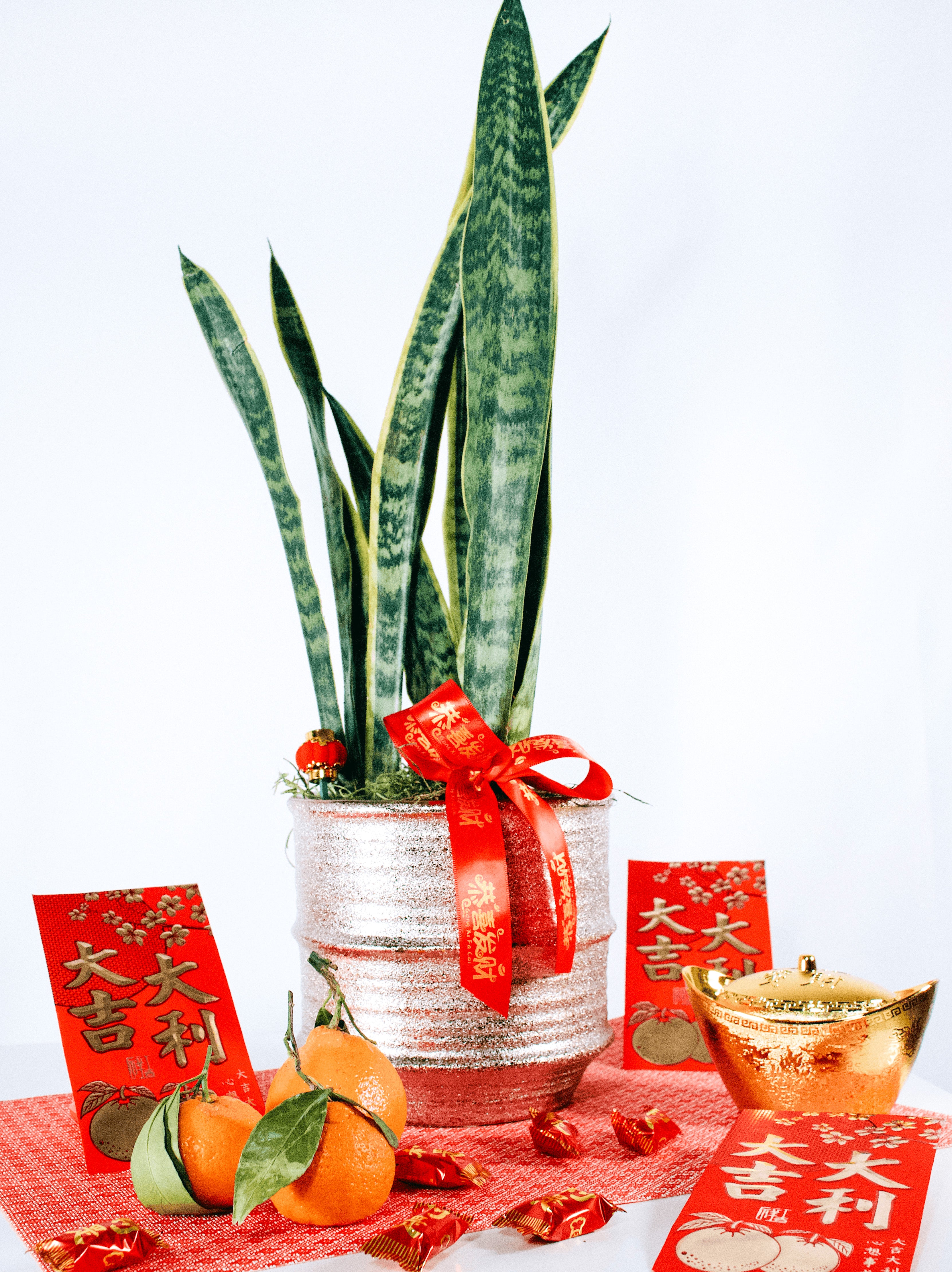 Potted snake plant with a red ribbon on a white background