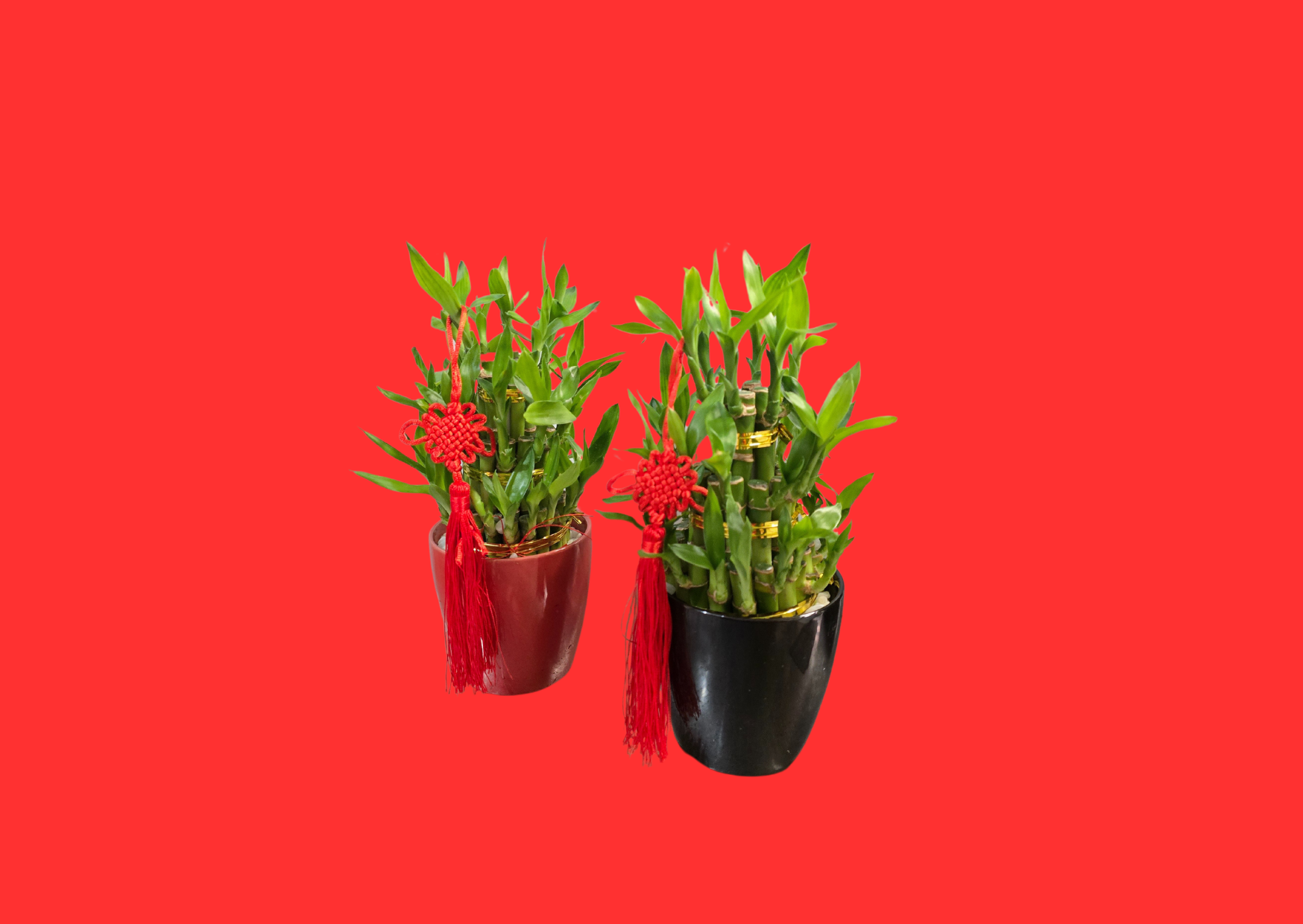 Lucky Mini Bamboo Planter