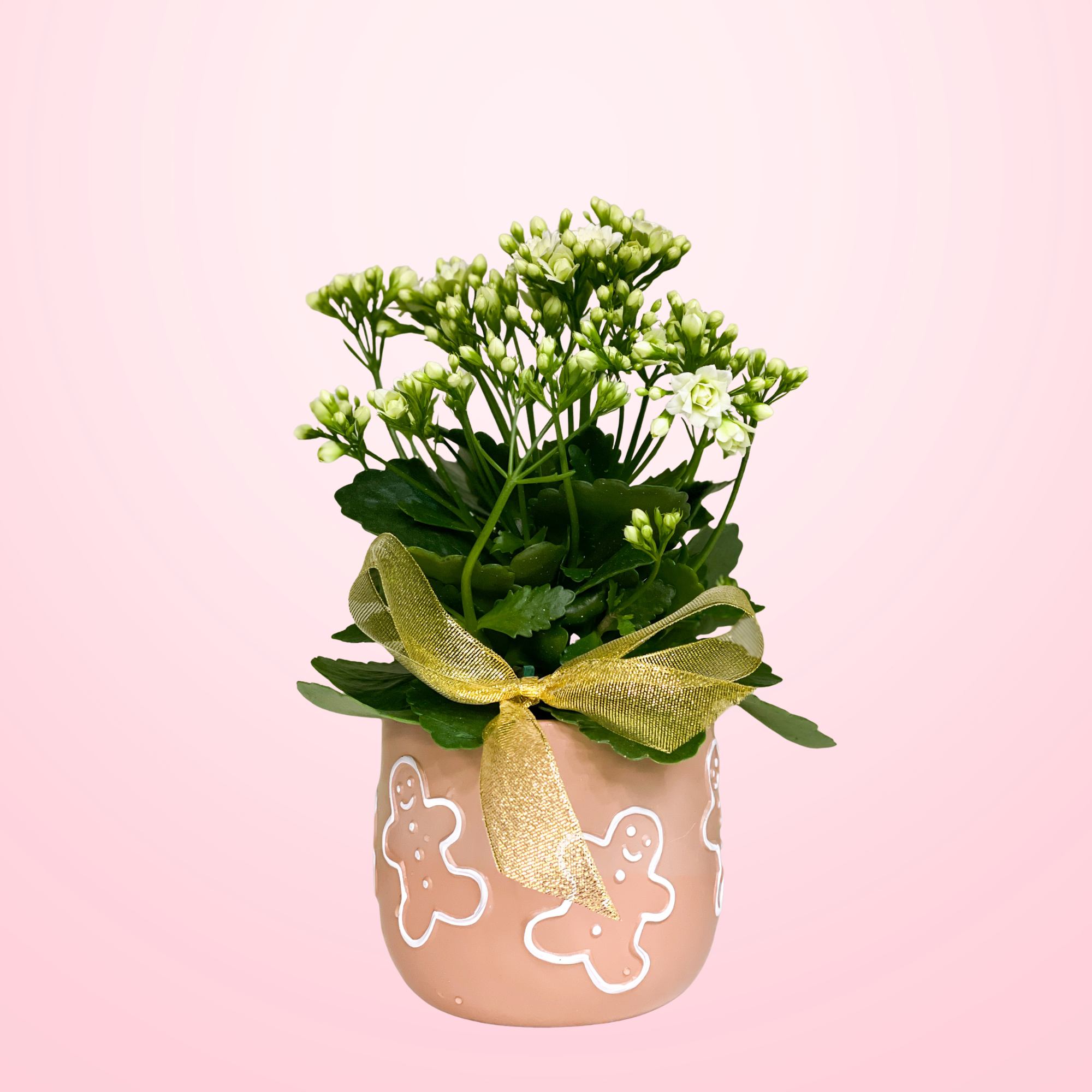 White Planted Kalanchloe