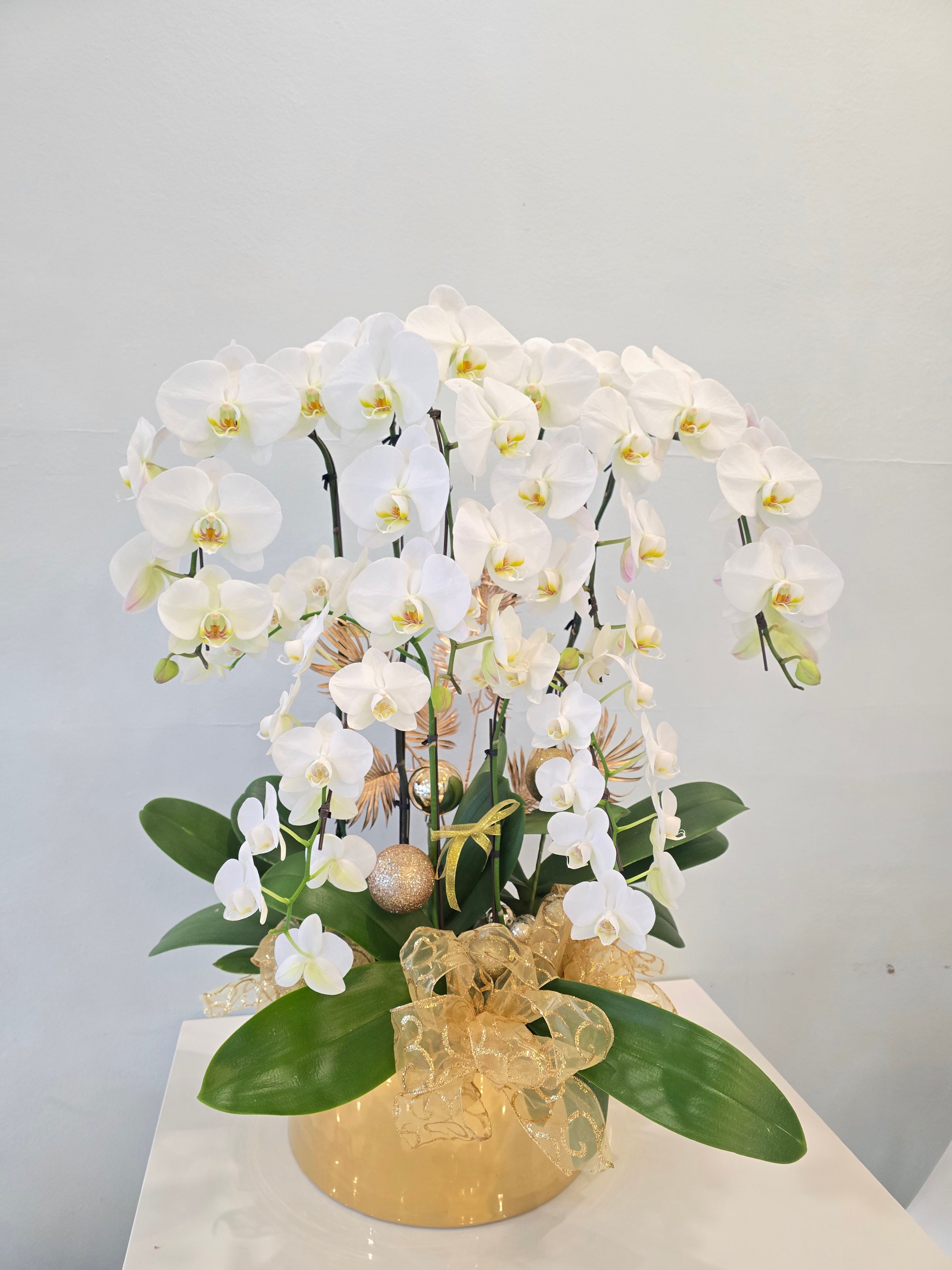 Luxury Orchid Planter