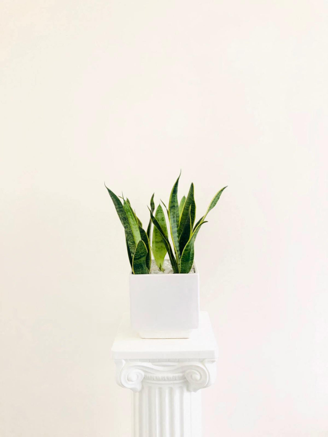Snake Plant - Four Seasons Floristry