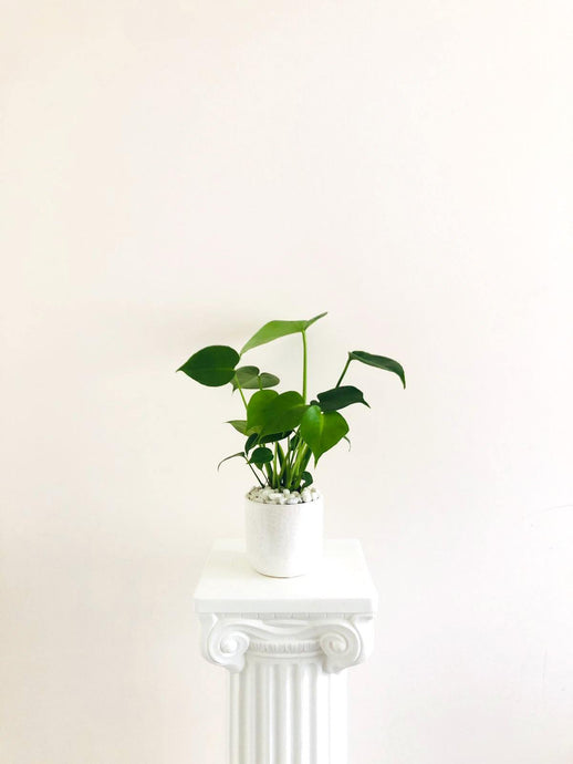 Baby Monstera - Four Seasons Floristry