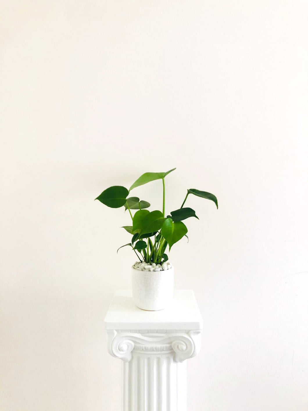 Baby Monstera - Four Seasons Floristry