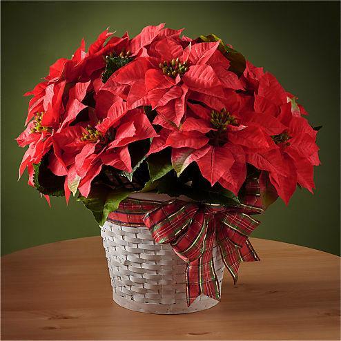 Happy Holidays Poinsettia - Four Seasons Floristry