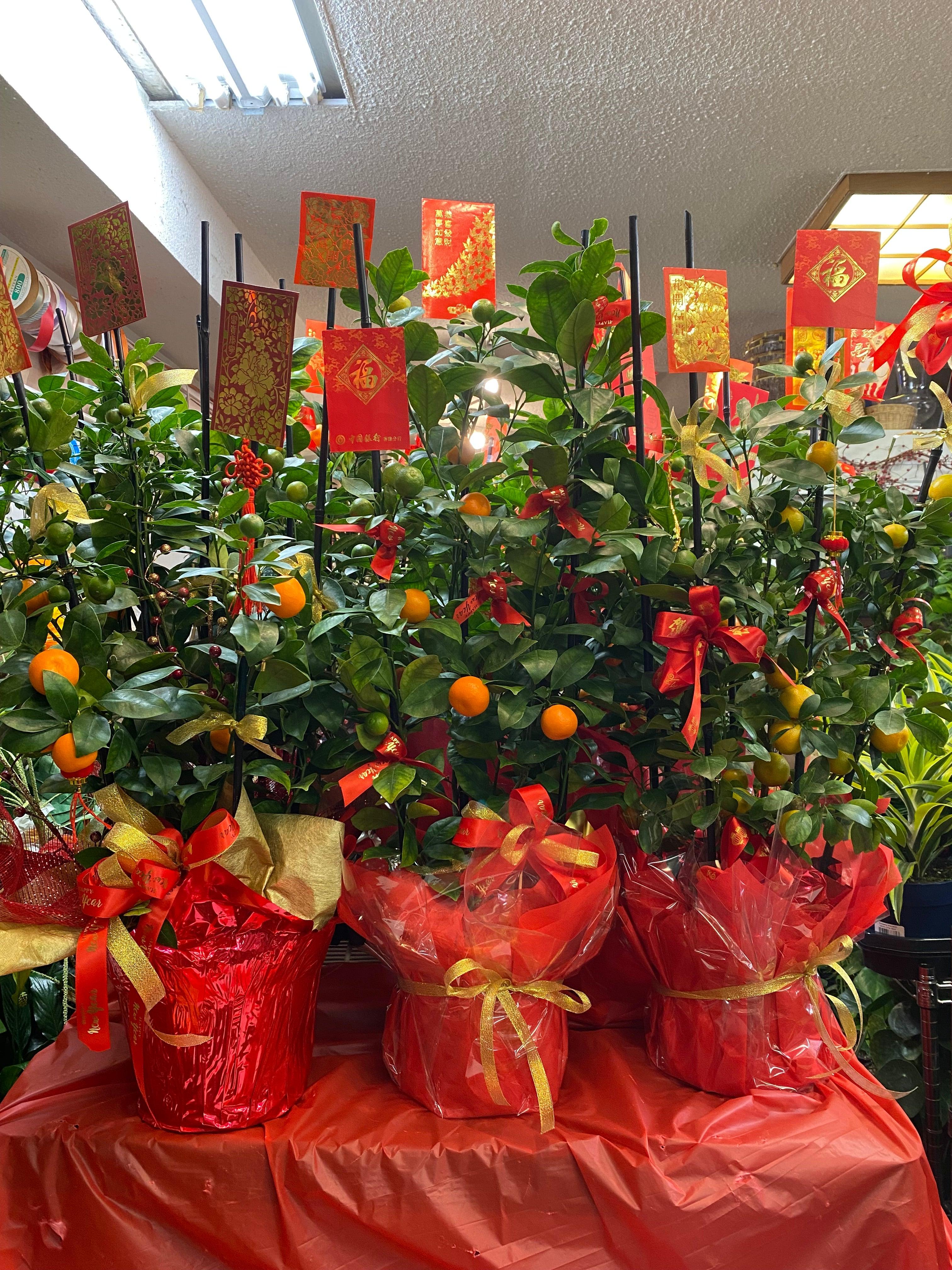 Fortune Mandarin Trees - Four Seasons Floristry