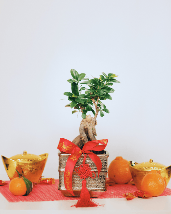 Wisdom Bonsai Tree - Four Seasons Floristry