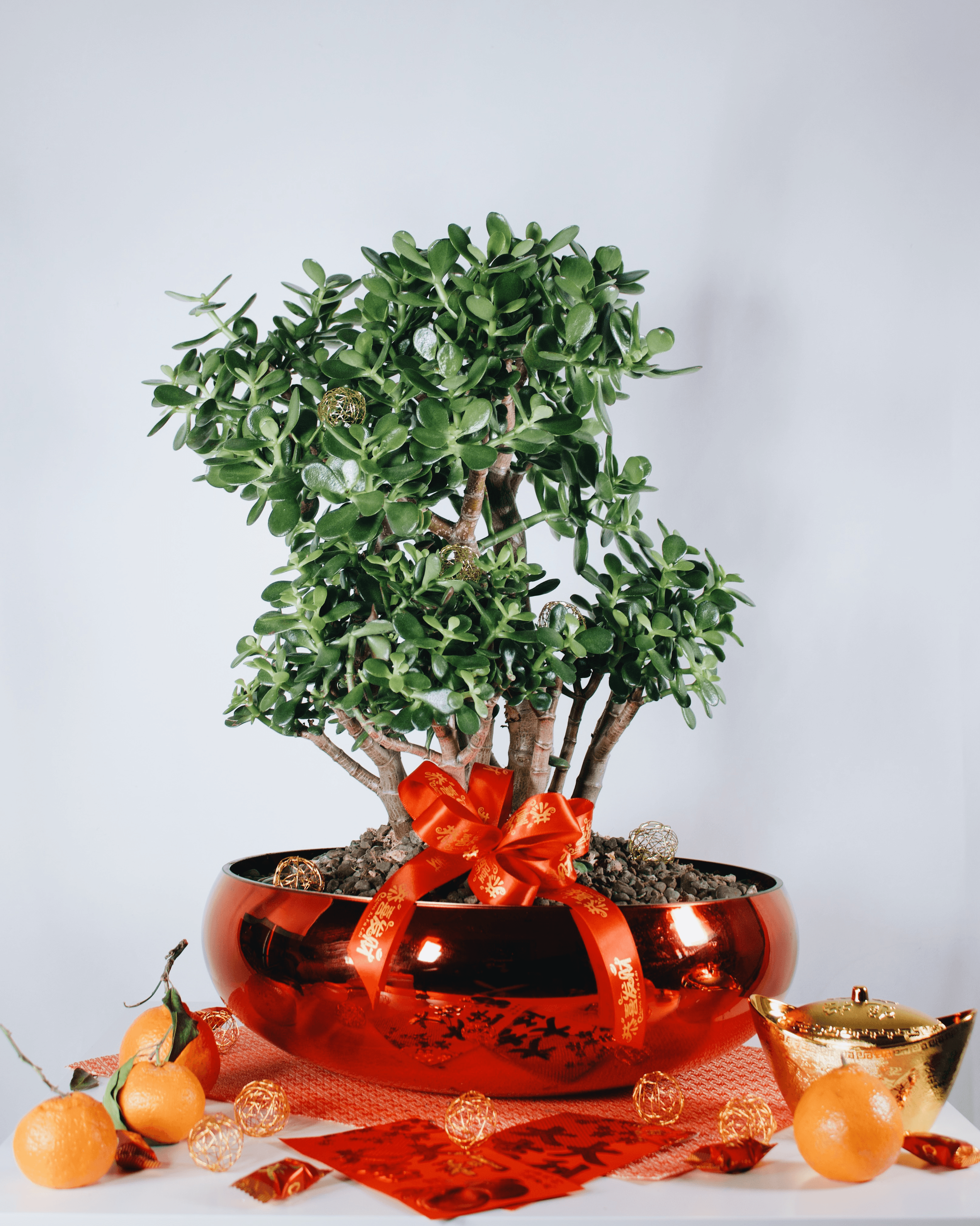 Longevity Jade Planter - Four Seasons Floristry