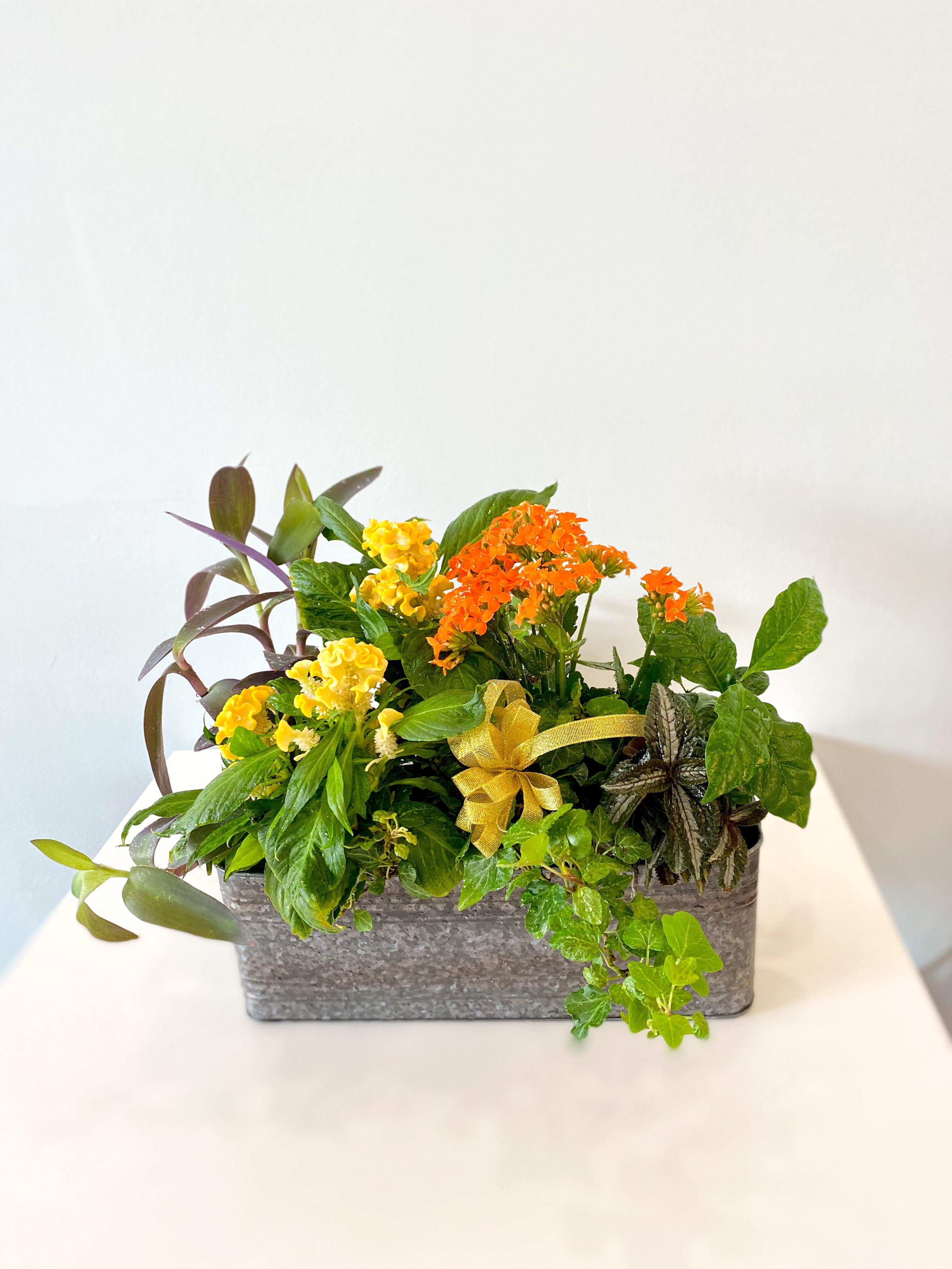Rustic Plant Assortment - Four Seasons Floristry