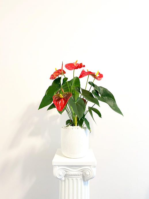 Anthurium Plant - Four Seasons Floristry