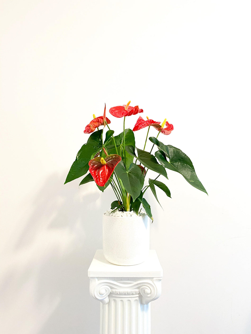 Anthurium Plant - Four Seasons Floristry