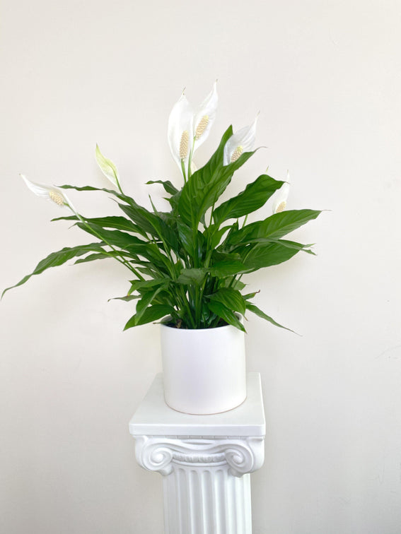 Peace Lily Plant - Four Seasons Floristry