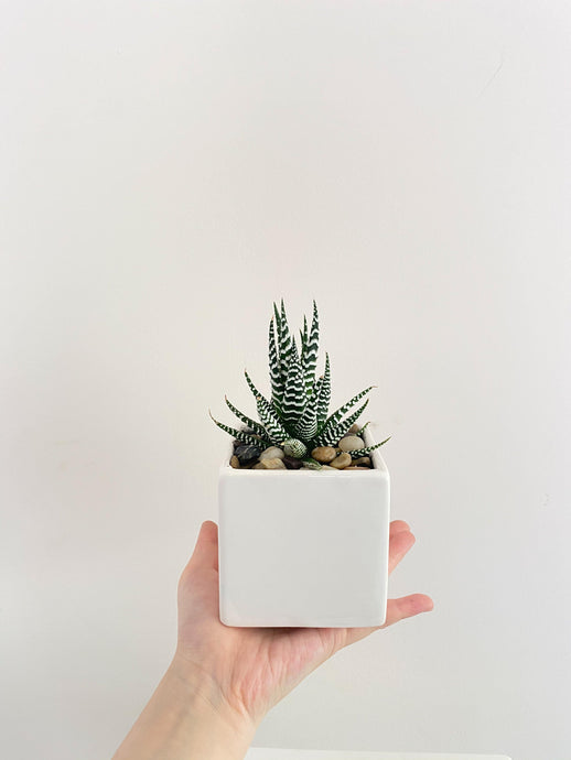 Haworthia Plant - Four Seasons Floristry