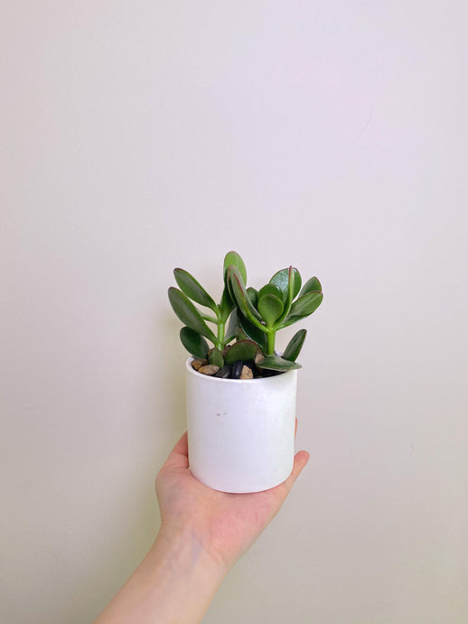 Baby Jade Plant - Four Seasons Floristry