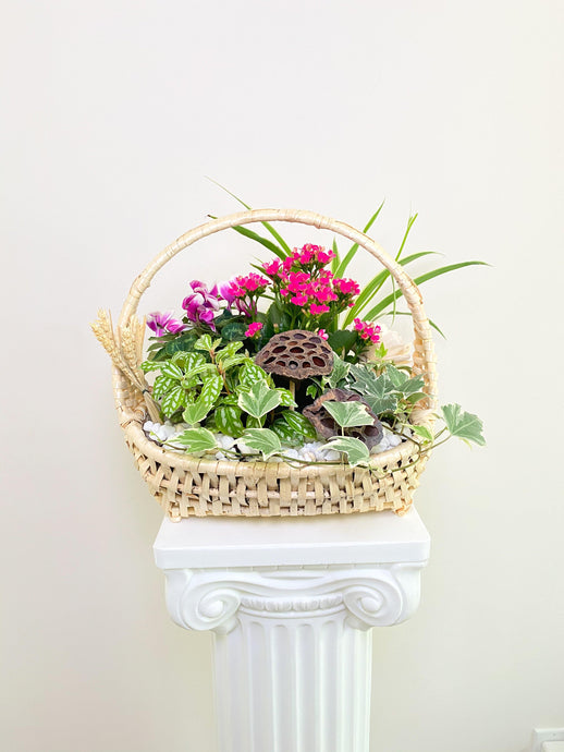 Stylish Plant Galore - Four Seasons Floristry