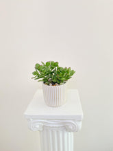 Load image into Gallery viewer, Mini Jade Plant - Four Seasons Floristry
