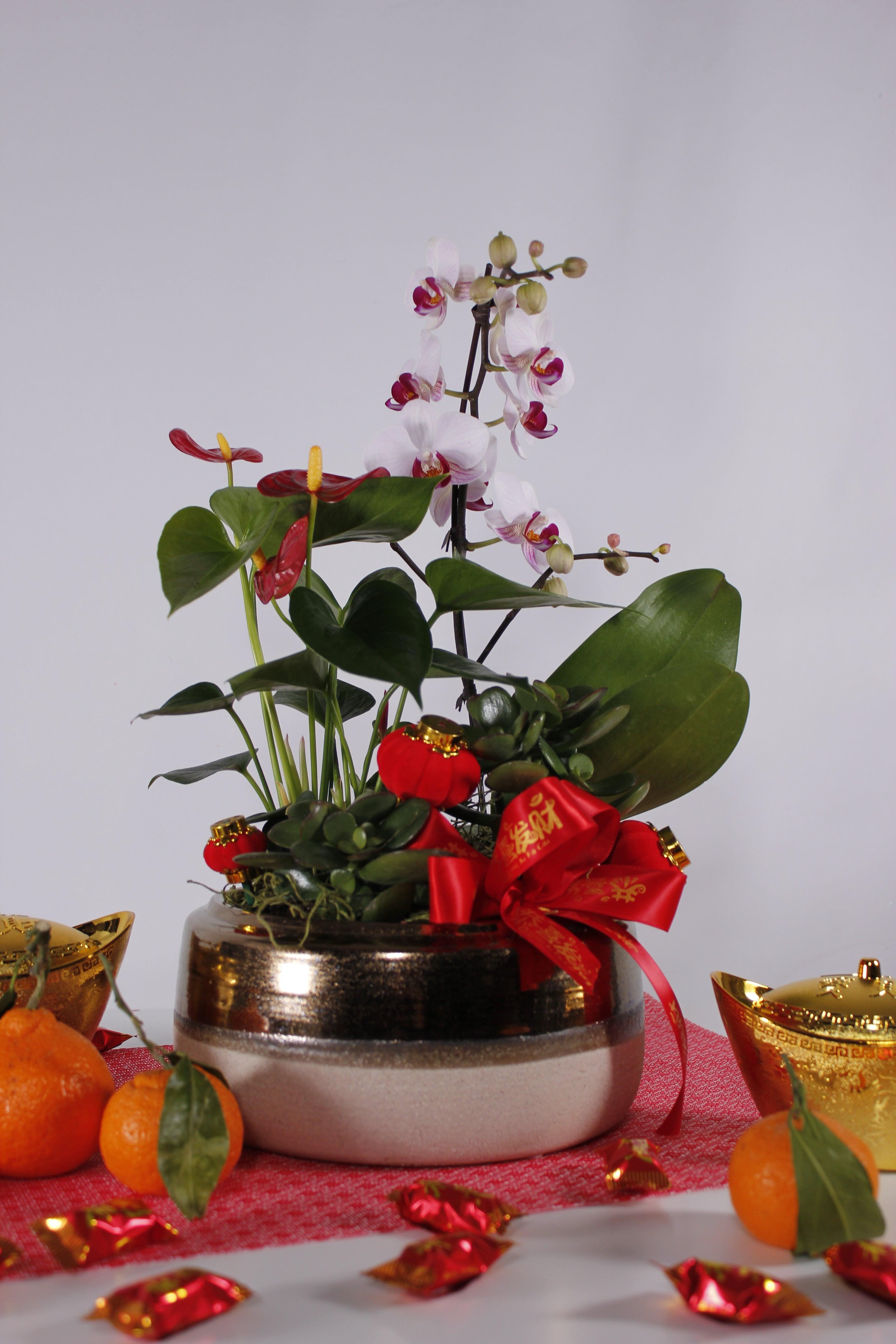 Lunar New Year Planter - Four Seasons Floristry
