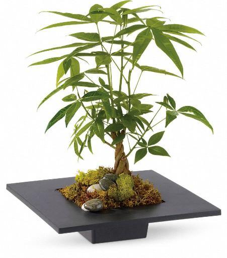 Money Tree - Four Seasons Floristry