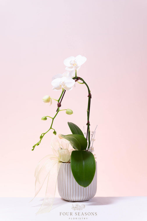 Mini Orchid Planter - Four Seasons Floristry