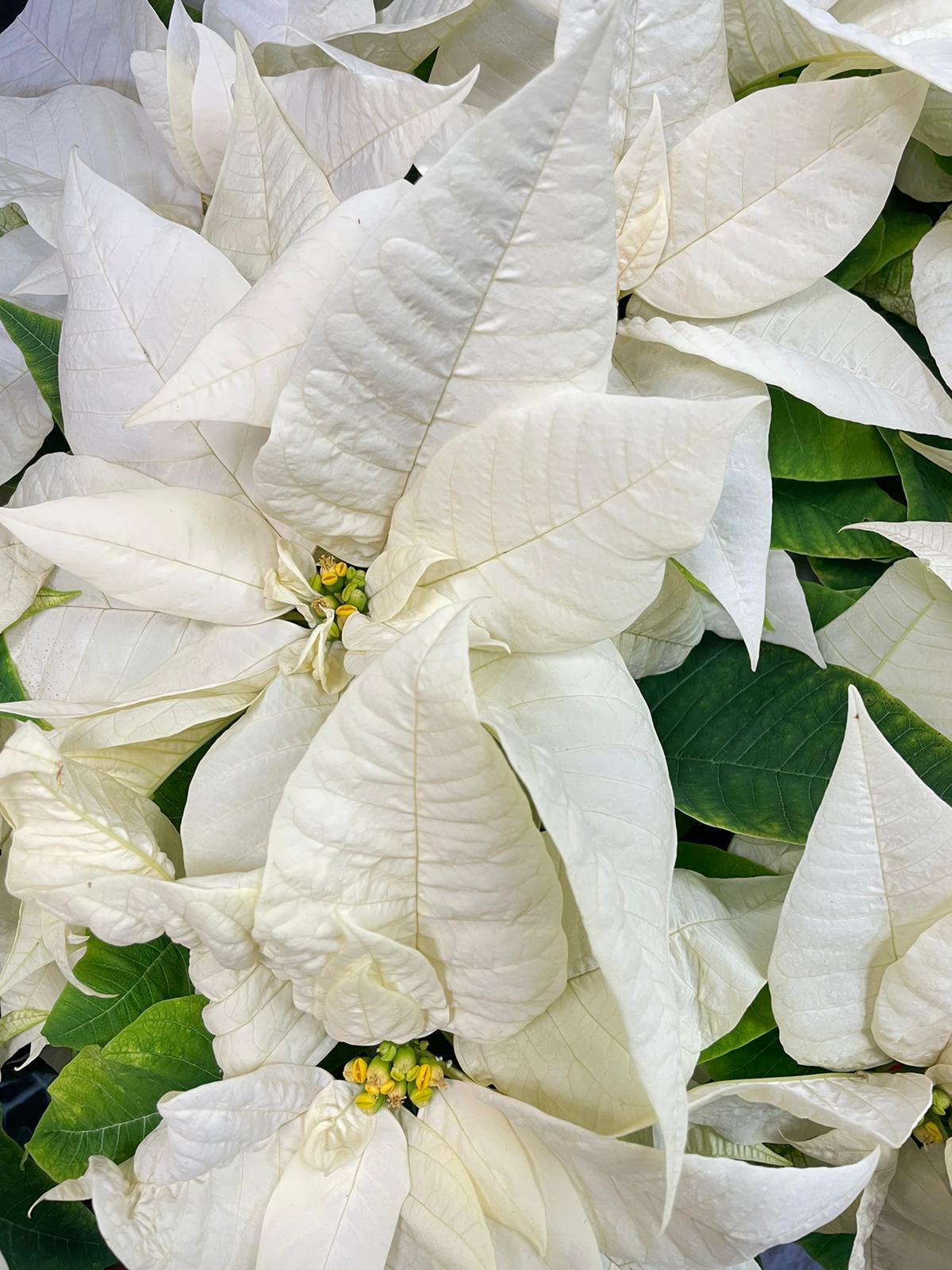 Happy Holidays Poinsettia - Four Seasons Floristry