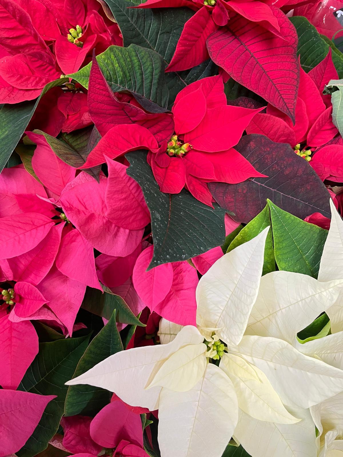 Happy Holidays Poinsettia - Four Seasons Floristry