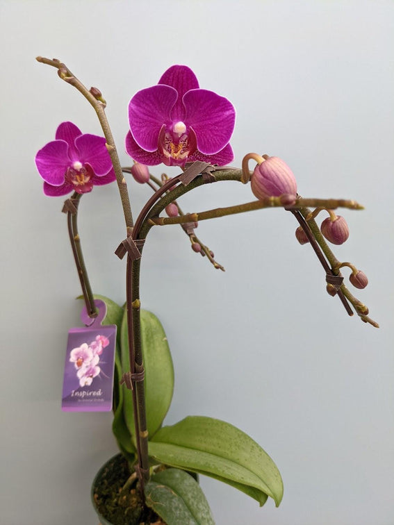 Mini Orchid Planter - Four Seasons Floristry