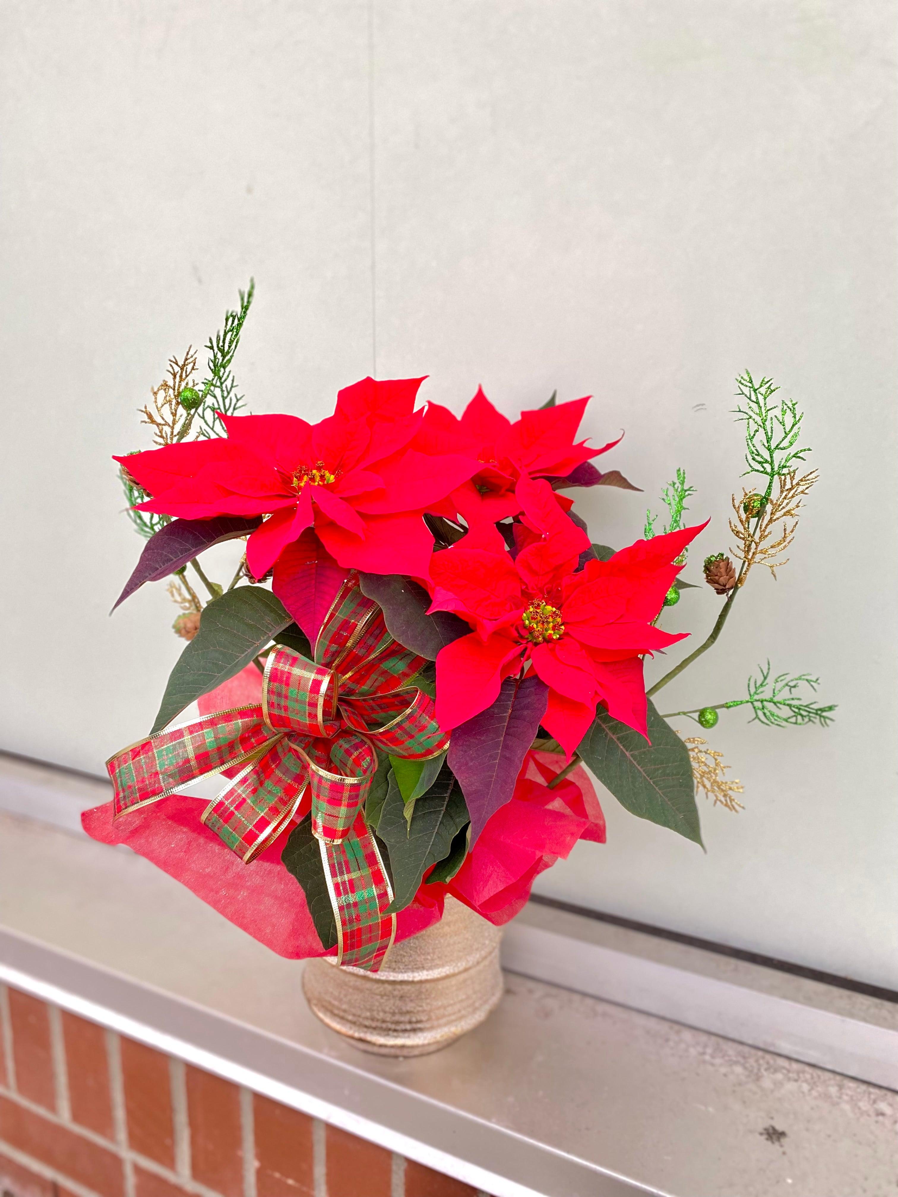 Potted Poinsettia - Four Seasons Floristry