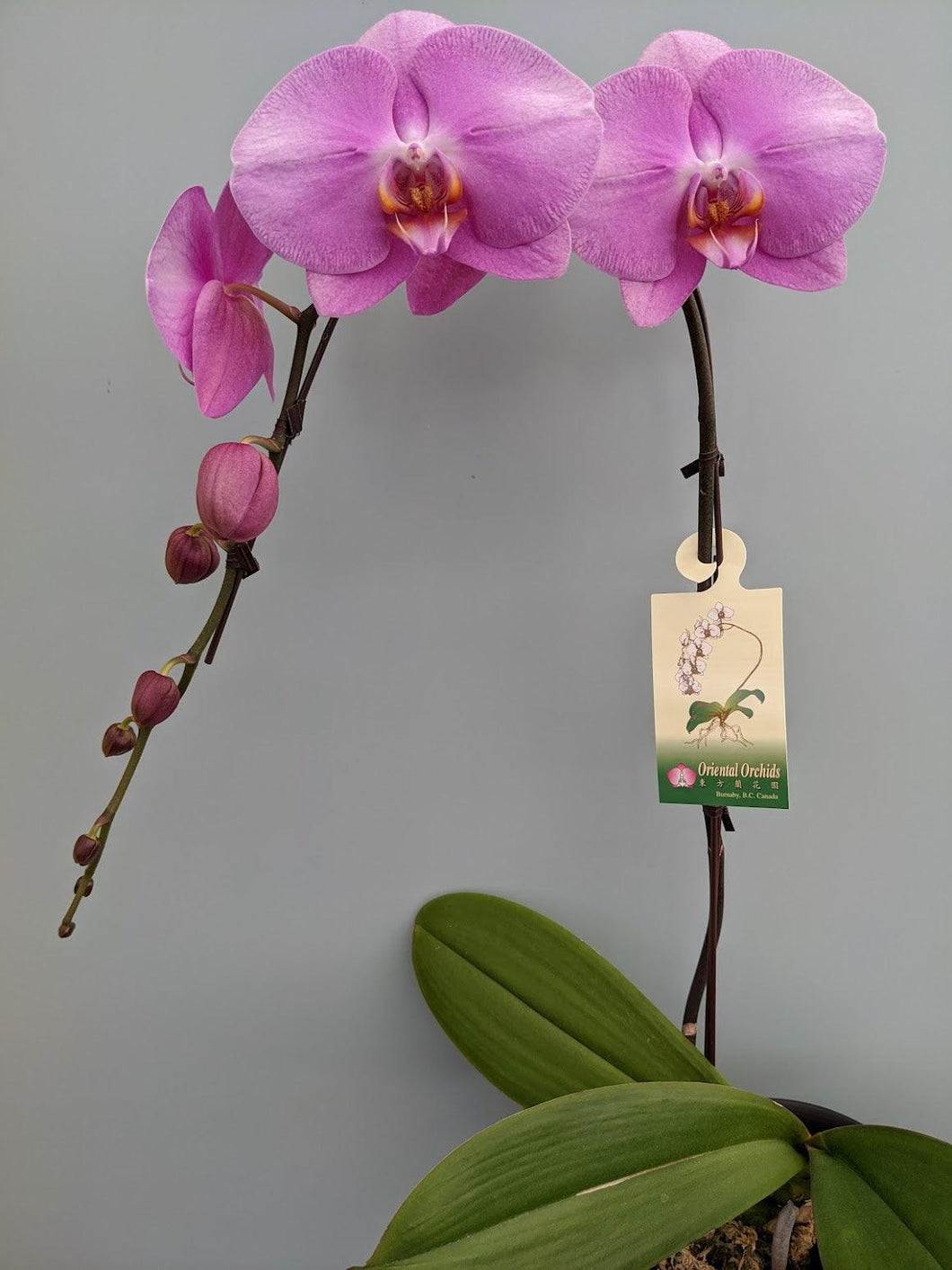 Orchid Planter - Four Seasons Floristry